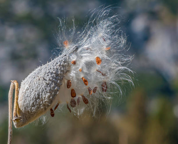 Asclepias speciosa is a species of milkweed known commonly as the showy milkweed. It is native to the western half of North America. Seedpod with seeds. Yosemite National Park, California. Apocynaceae. asclepias speciosa es una especie de algodoncillo conocido comúnmente como el algodoncillo vistoso. es originaria de la mitad occidental de américa del norte. vaina de semillas con semillas. parque nacional yosemite, california. apocynaceae.