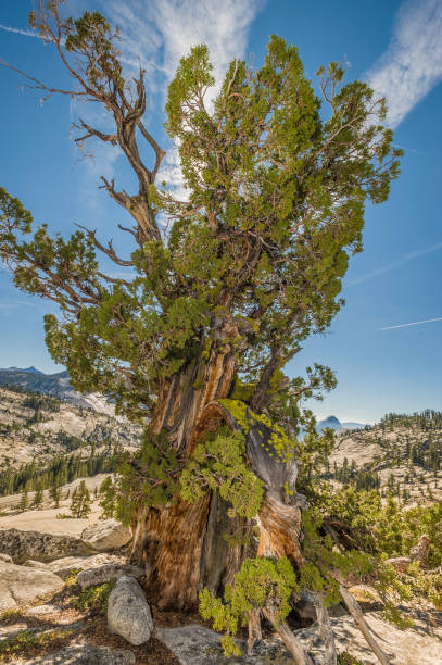 istock Juniperus occidentalis or Juniperus grandis, western juniper, Sierra western juniper or Sierra Juniper is a shrub or tree native to the western United States, growing in mountains at altitudes of 800-3,000 m (rarely down to 100 m). Growing on granite of t 1386284033