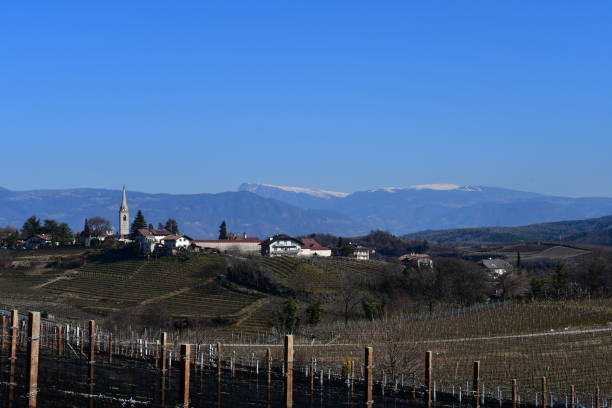 istock The vineyards around Caldaro in Southtyrol at early spring 1386284122