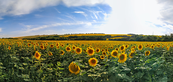 Sunflowers field panorama