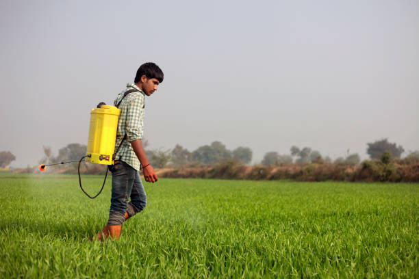 side view of indian farmer spreading fertilizer in green field - developing countries farmer rice paddy asia imagens e fotografias de stock