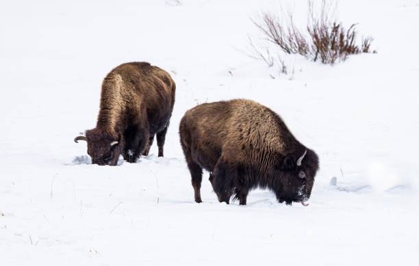 istock Bison Yellowstone February 2022 1386287526