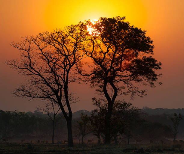 istock Beautiful Zambia pictures 1386287540