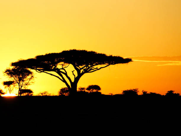istock Beautiful Zambia pictures 1386287544