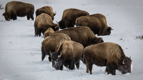 istock Bison Yellowstone February 2022 1386287556
