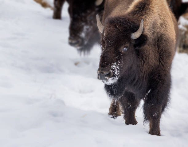 istock Bison Yellowstone February 2022 1386287638