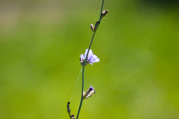 istock Blue common chicory flower closeup view with blurred green background 1386288360