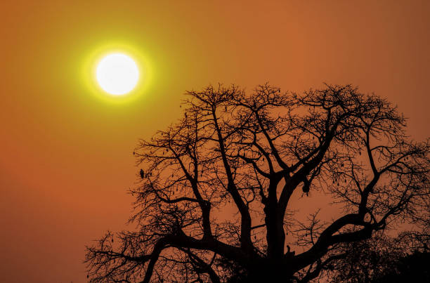 istock Beautiful Zambia pictures 1386288448