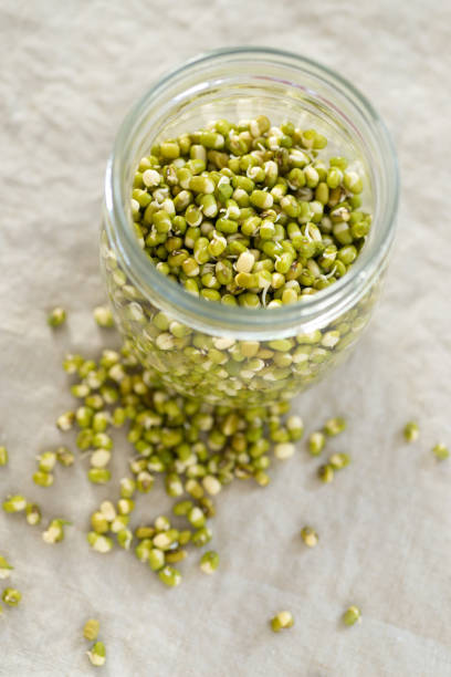 istock home grow mung bean sprout 1386289577