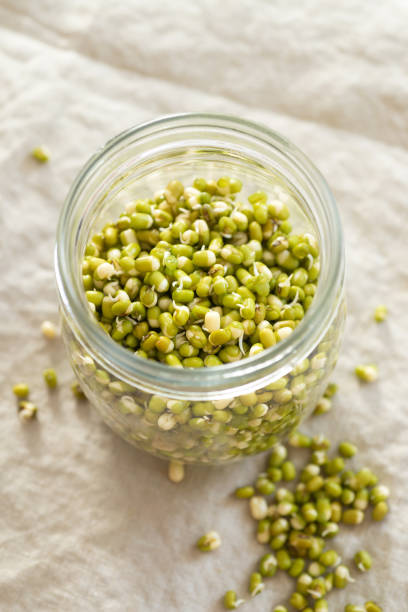 istock home grow mung bean sprout 1386289581