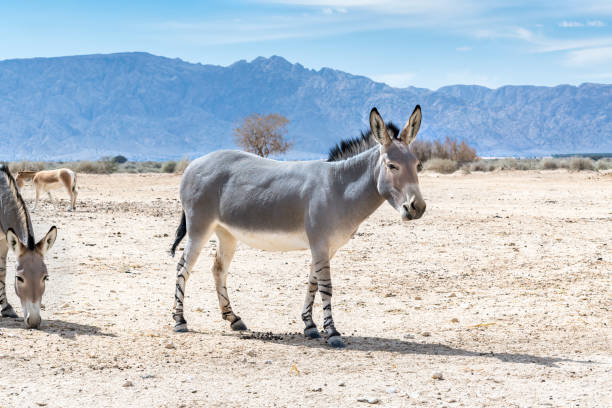 istock Somali wild donkey (Equus africanus) in nature reserve 1386291241