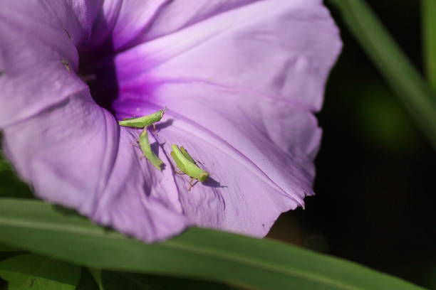 Grasshoppers on Morning Glory flower