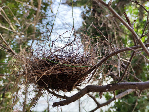 istock bird nest close-up on a tree branch 1386291299