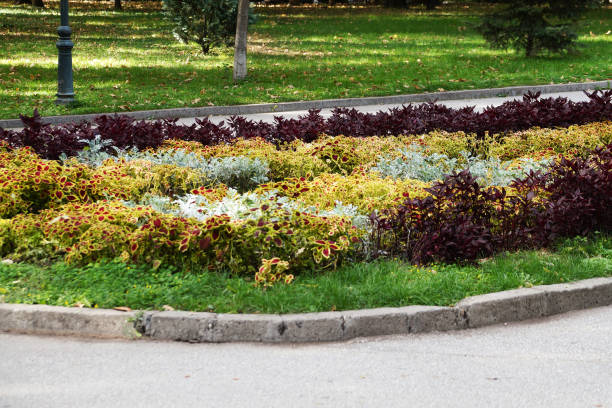istock a flower bed of multi-colored decorative coleus 1386291310