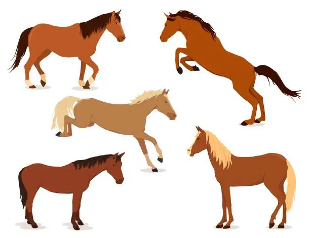 Vector illustration of A set of vector illustrations with horses in different poses, isolated on a white background. The theme of equestrian sports and pets on the farm