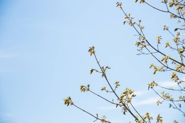 First buds on trees in early spring on blue sky background. Fresh green foliage close up. primeros brotes en los árboles a principios de primavera sobre fondo de cielo azul. follaje verde fresco. la naturaleza despierta.primeras hojas en las ramas. Árboles de riñón revelados.concepto de calentamiento, primavera, medio ambiente.copiar espaci