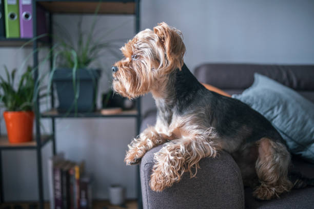 istock Yorkshire terrier on the couch at home. 1386293119
