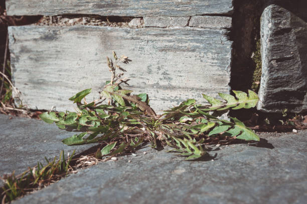 istock dandelion leaves in front of an old wall 1386293138