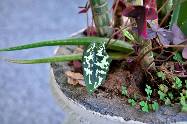 istock In vase with various plants a leaf of a green and white calladium 1386294587