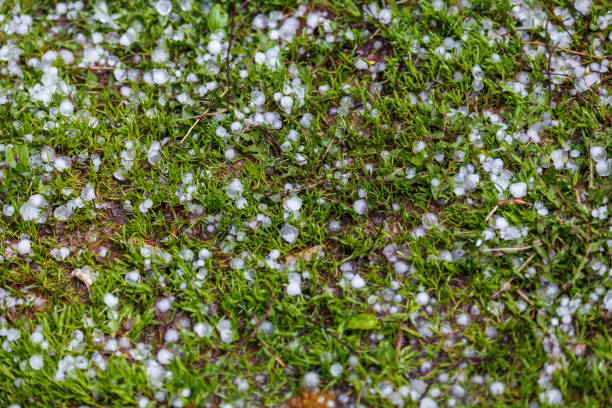 istock White ice hail on the green grass after summer storm 1386295690