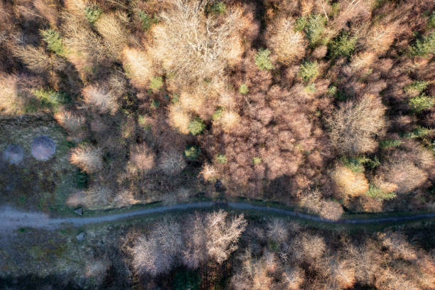 istock Aerial view of a path or road going through a forest 1386296611
