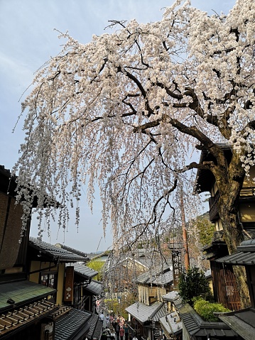 Sakura cherry blossoms brighten Fukuoka City, Japan, in April.