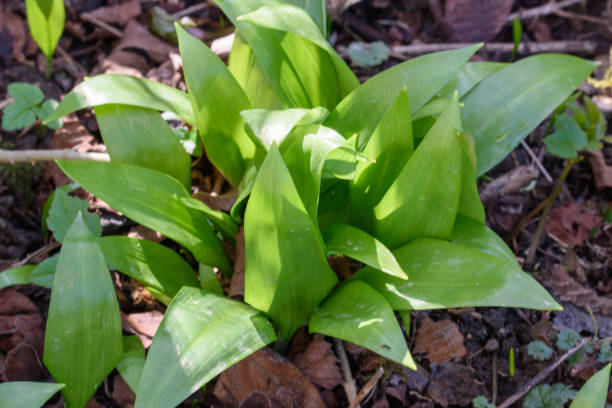 wild garlic, allium ursinum, is a valued wild vegetable and medicinal plant. it can also be grown in the garden. - herbal medicine nature ramson garlic imagens e fotografias de stock