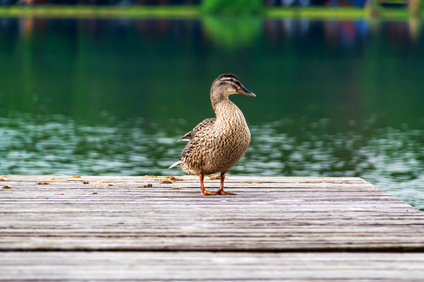 Wild duck on the pontoon