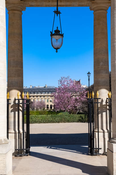 париж, пале-рояль, магнолии в цвету - palais royal стоковые фото и изображения