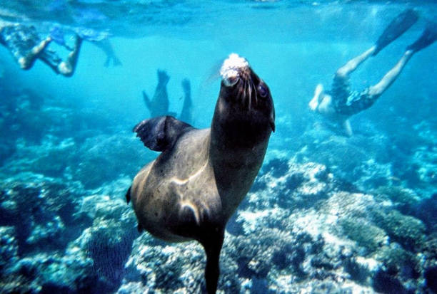 istock Sea lion Pup 1386303764
