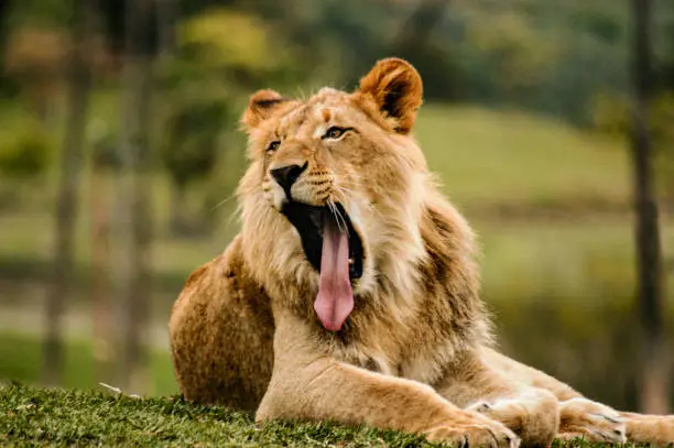 A young African adult male lion lying on the grass yawning is ready to take a nap and sleep.