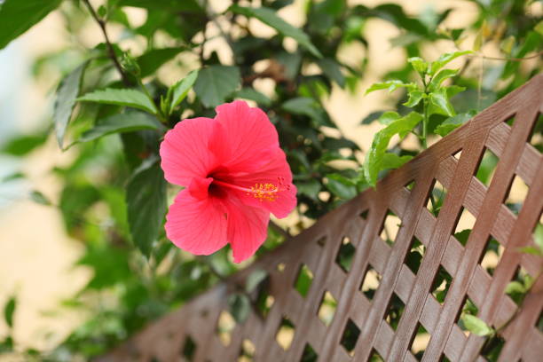Red flower on the fence