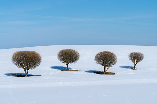 Snowy field with decorative trees in Latvia