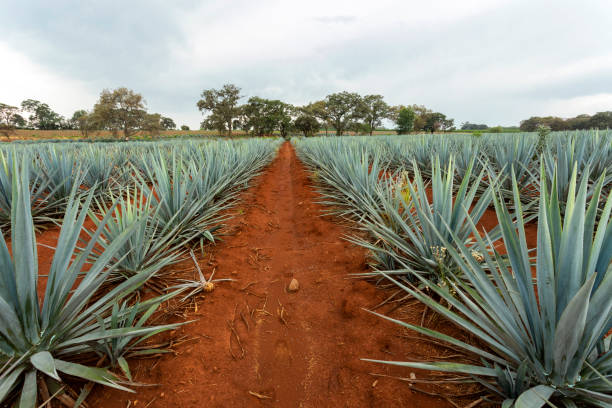 istock Landscape of agave plants to produce tequila 1386311925