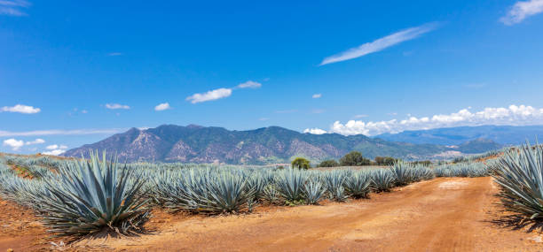 Landscape of agave plants to produce tequila Landscape of agave plants to produce tequila. Mexico. agave tequila stock pictures, royalty-free photos & images
