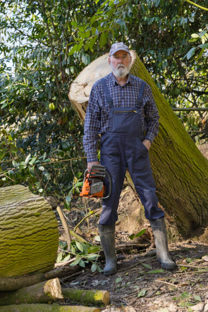 istock Elderly woodsman with his chainsaw 1386313034