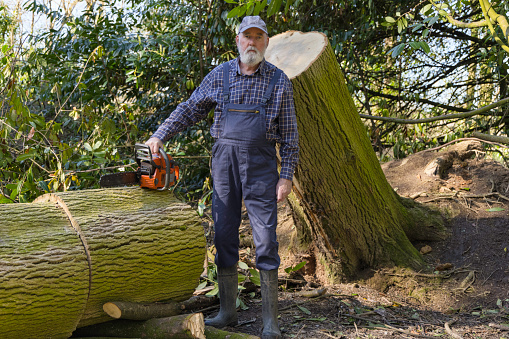Old lumberjack with a recently-felled tree.