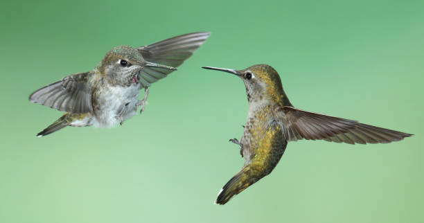 istock Hummingbird Photography 1386313182