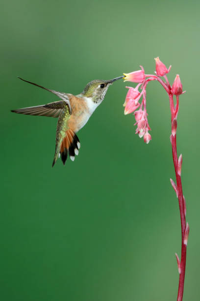 istock Hummingbird Photography 1386313214