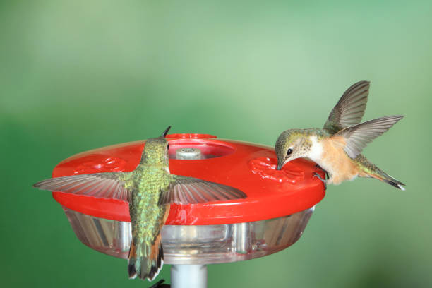 istock Hummingbird Photography 1386313260