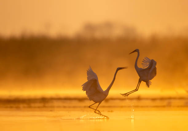 istock Great Egrets fighting in Sunrise 1386313319