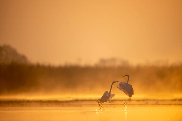 istock Great Egrets fighting in Sunrise 1386313352
