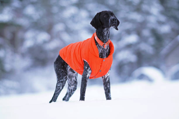 istock Young black and white Greyster dog posing outdoors wearing orange collar and warm jacket standing on a snow in winter 1386314036