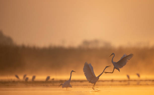 istock Great Egrets fighting in Sunrise 1386314078