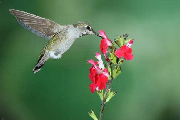 istock Hummingbird Photography 1386314514
