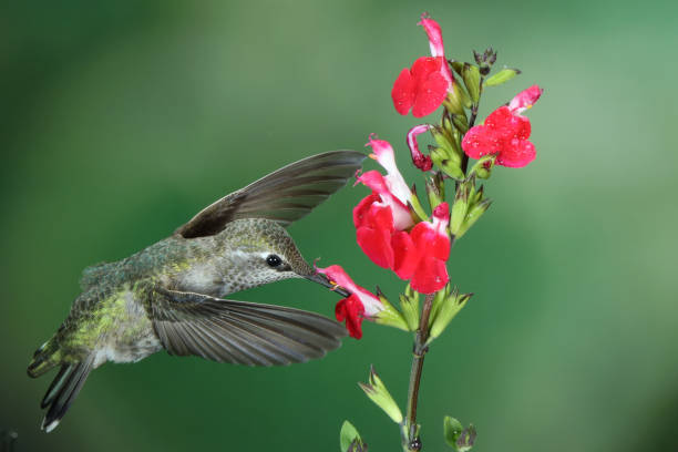 istock Hummingbird Photography 1386314515