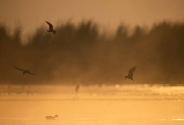 The River tern Fishing