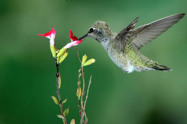 istock Hummingbird Photography 1386315355