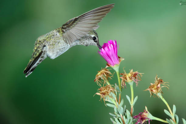 istock Hummingbird Photography 1386315373