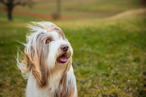 Bearded Collie female dog on lawn.
